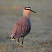 Sociable Lapwing